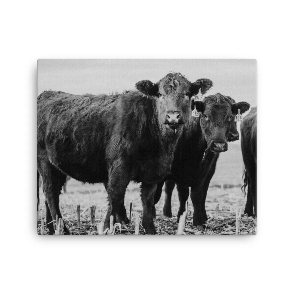 Heifer Canvas