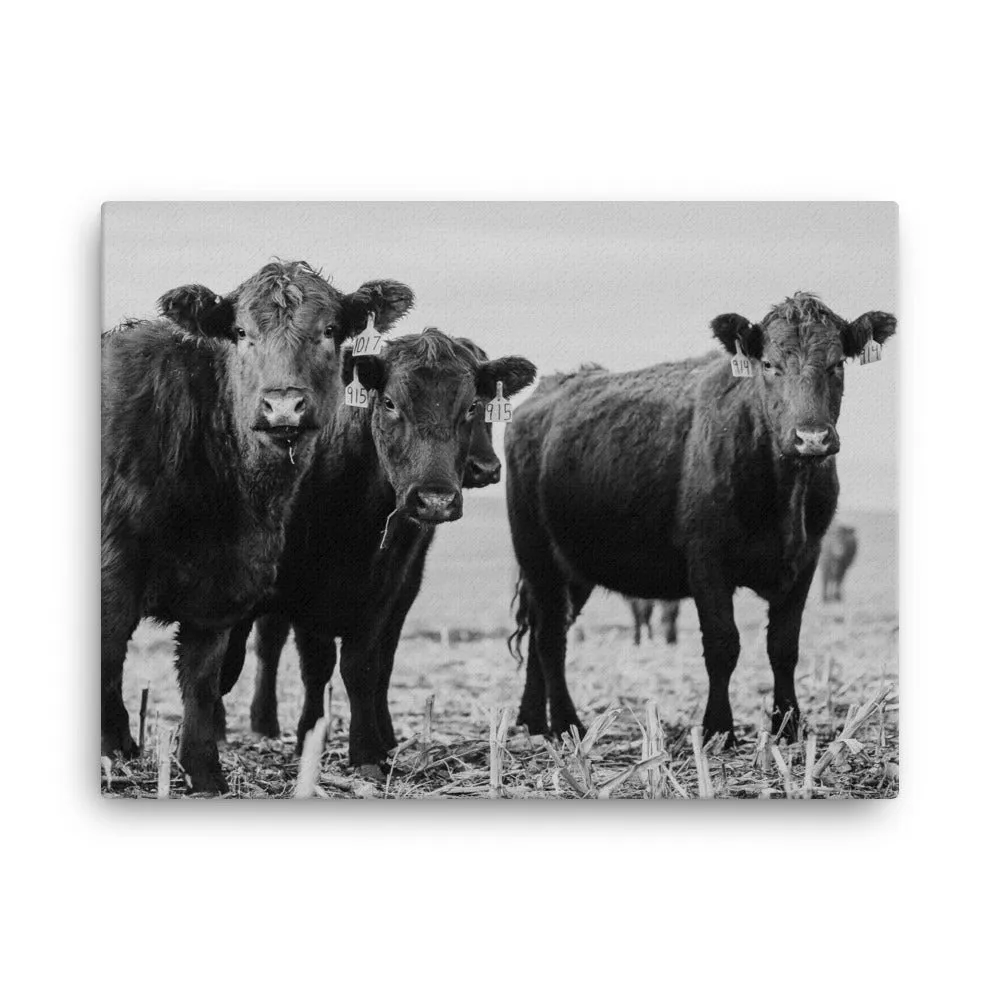 Heifer Canvas
