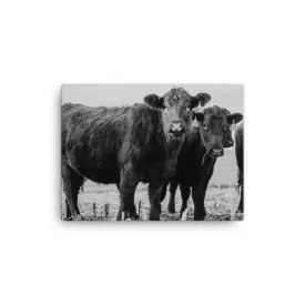 Heifer Canvas