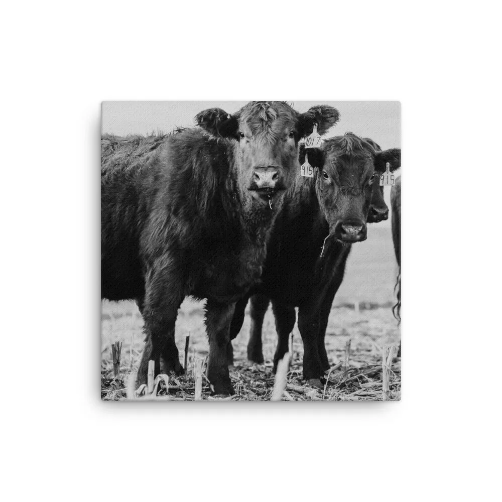 Heifer Canvas