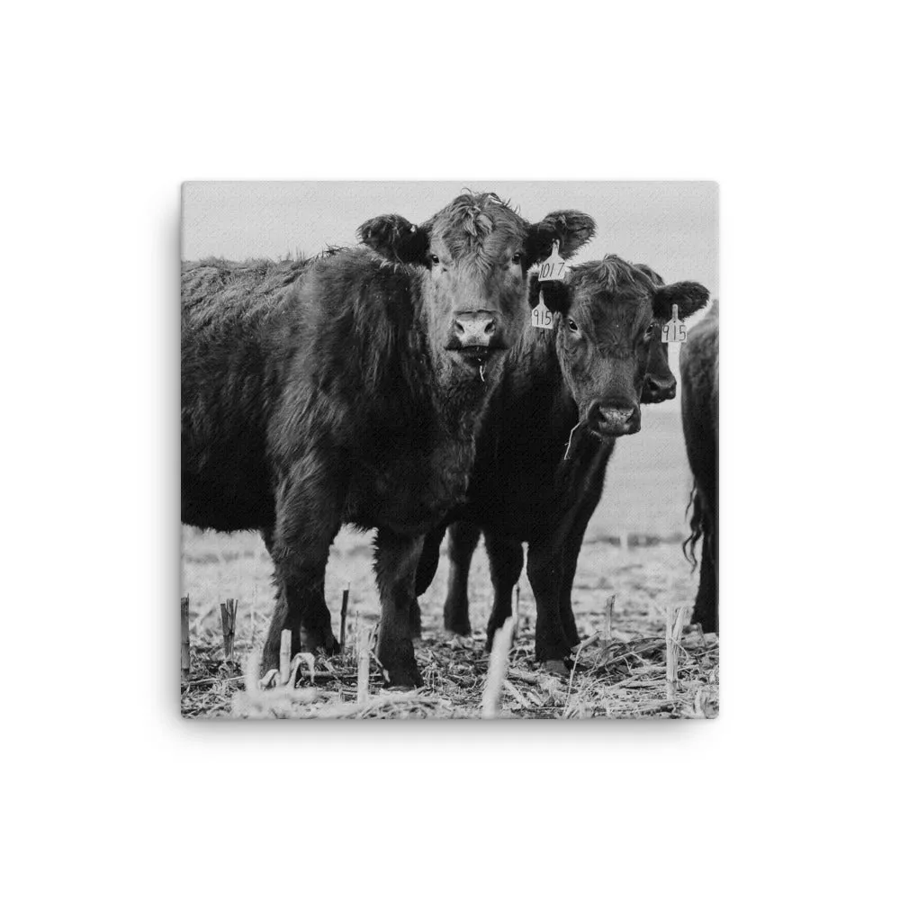 Heifer Canvas
