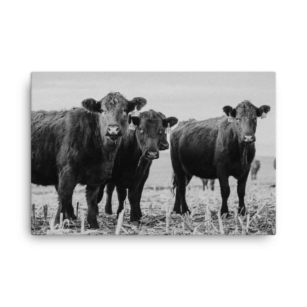 Heifer Canvas