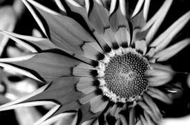Monochromatic flower - Art Prints